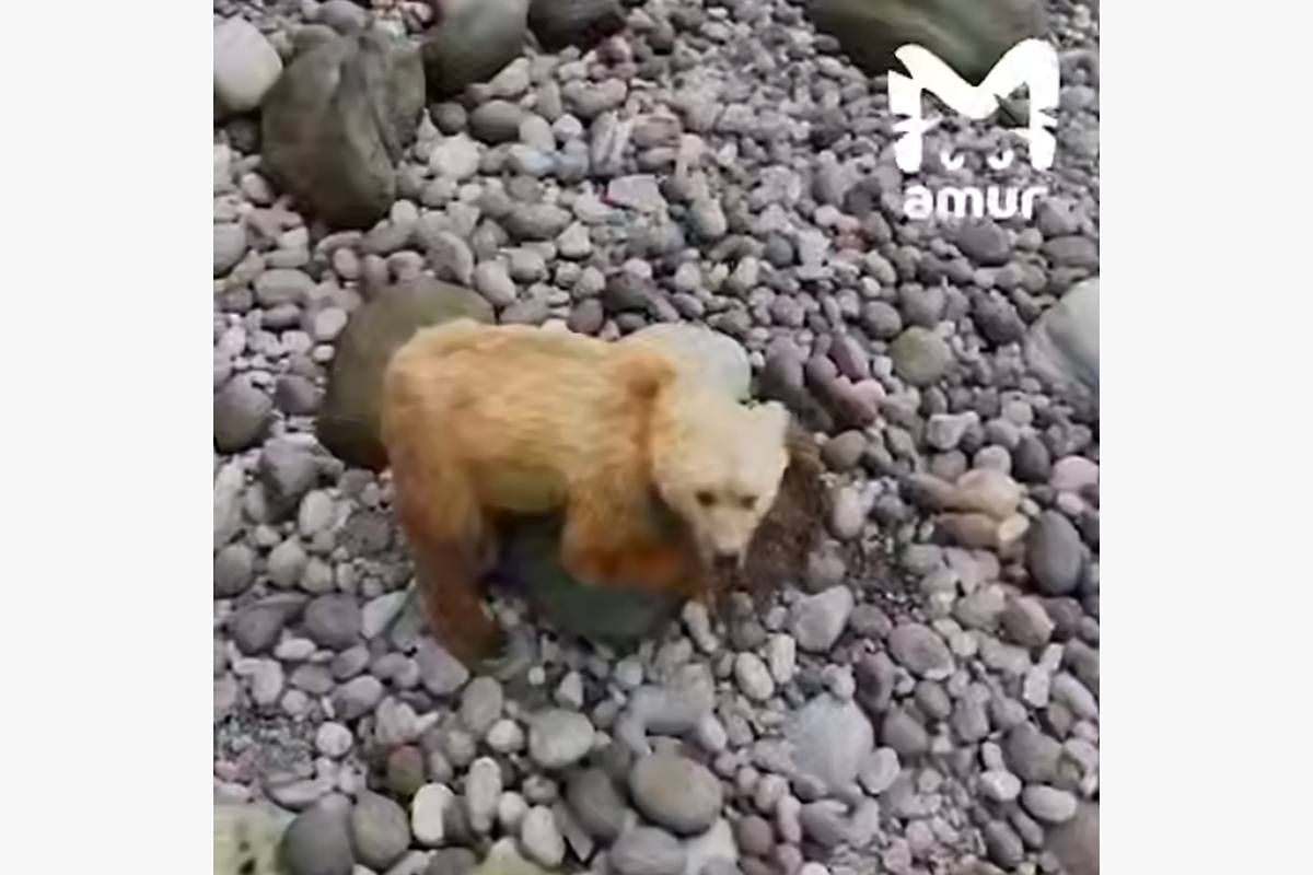 На Дальнем Востоке заметили медведей-краболовов