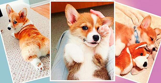 Само очарование: забавные фото собак породы вельш-корги-пемброк