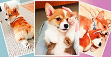 Само очарование: забавные фото собак породы вельш-корги-пемброк