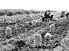 Картофельный рай кубанского фермера Шумейко