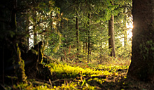 В Бузулукском бору высадили рекордное количество деревьев в 2021 году