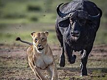 Буйвол устроил погоню за львицей на глазах у туристов в индийском заповеднике