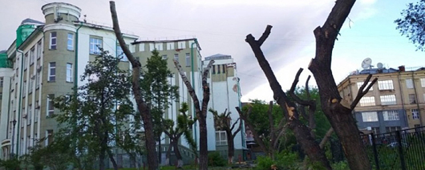 Новосибирцы возмутились вырубкой деревьев в центре города