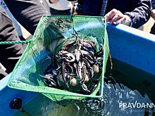 2500 мальков ценной краснокнижной стерляди выпустили в Волгу