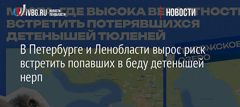 В Петербурге и Ленобласти вырос риск встретить попавших в беду детенышей нерп