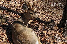 Раненая косуля пришла за помощью в детскую поликлинику в Приморье