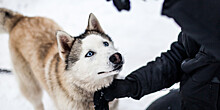 «Погуляй с собакой»: прогуляться с животным из приюта в Петербурге может любой желающий