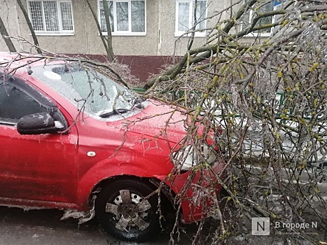 Более 600 деревьев упало в Нижнем Новгороде из-за ледяного дождя