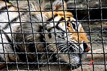 Кто победит на Олимпиаде в Пекине: предсказание тигрицы из Ленинградского зоопарка
