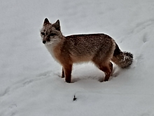 Омичи сообщили о лисах, разгуливающих по Привокзальному поселку