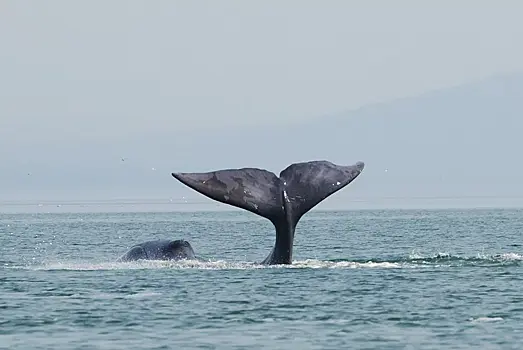В российском заповеднике впервые за девять лет заметили гренландских китов