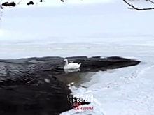 Одинокий лебедь, которого нижегородцы обнаружили на Керженце, здоров