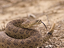 В США турист умер после укуса гремучей змеи