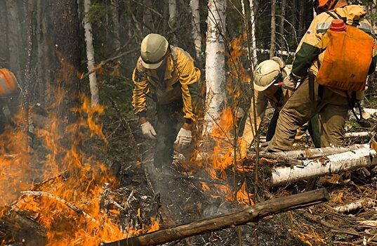 В Красноярском крае не зафиксировали фактов гибели крупных животных от лесных пожаров