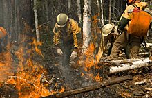 В Красноярском крае не зафиксировали фактов гибели крупных животных от лесных пожаров