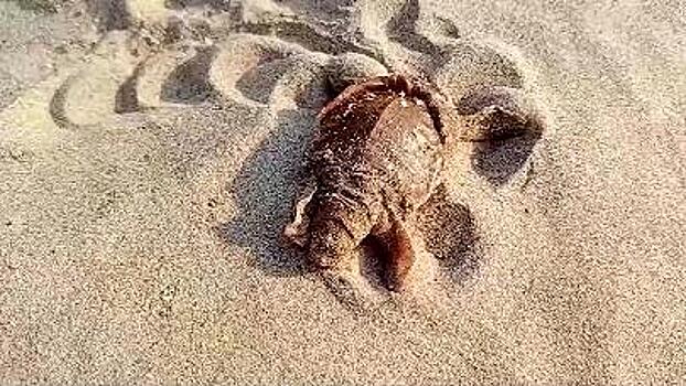 В Камбодже возрождают исчезнувший вид черепах