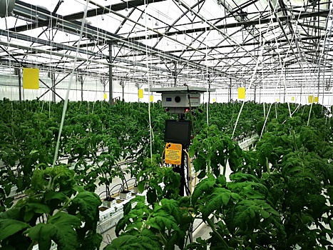 Мичуринский ГАУ: лазерный робот для защиты тепличных культур «растет» вместе с растениями