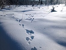 Зимние маршрутные учеты животных завершены в Нижегородской области