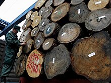 Хабаровский лесопромышленный холдинг на 50% обеспечит будущий ЦБК сырьем