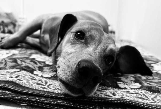 «Сломан позвоночник, отбиты органы, откушено ухо»: в омском приюте скончался пес, которого жестоко избил …