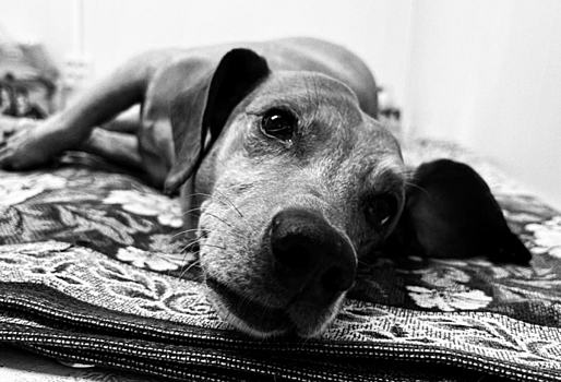 «Сломан позвоночник, отбиты органы, откушено ухо»: в омском приюте скончался пес, которого жестоко избил ...