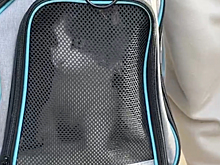 Нашелся хозяин оставленной в Шереметьево кошки