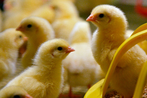 В Японии уничтожат 140 тысяч кур из-за новой вспышки птичьего гриппа