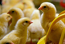 Reuters: Бельгия сообщила о вспышке высокопатогенного птичьего гриппа на ферме