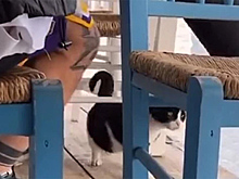 Сбросившему кота в море мужчине пригрозили тюрьмой на 10 лет