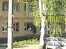 В Уфе лось попытался запрыгнуть в окно квартиры