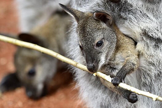 Животным Австралии сбросили тонны пищи