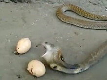 Испуганная кобра выплюнула три яйца