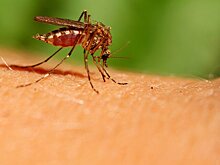 Терапевт объяснил, как защититься от комаров