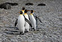 Императорские пингвины могут скоро исчезнуть — ученые