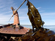 Как водоросли стали настоящим богатством России