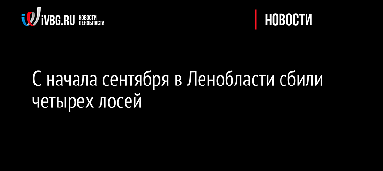 С начала сентября в Ленобласти сбили четырех лосей