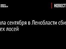 С начала сентября в Ленобласти сбили четырех лосей