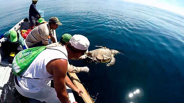 У берегов Сальвадора нашли несколько сотен мертвых черепах