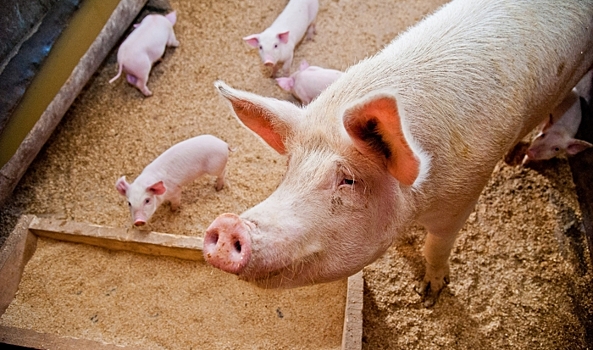 В Волгоградской области обнаружен очаг африканской чумы свиней