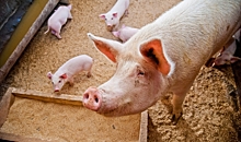 В Волгоградской области обнаружен очаг африканской чумы свиней