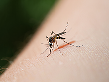 Москвичка заразилась дирофиляриозом после укусов комаров на природе