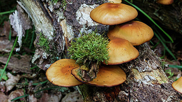 Десять человек насмерть отравились грибами