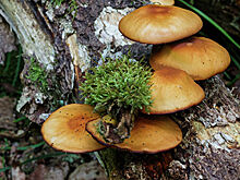 В Воронежской области десять человек погибли от отравления грибами