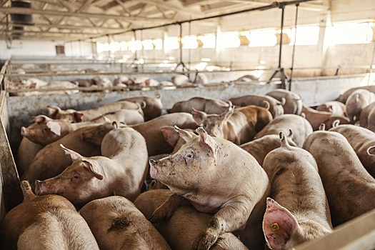 На Кубани за год сократилось поголовье свиней и птицы