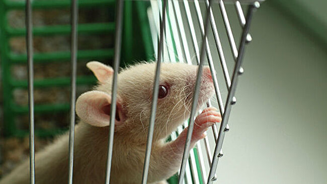 В Великом Новгороде используют крысу для поиска рака у пациентов