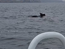 Юного купальщика отправили из Костромы куда подальше в лес