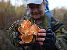 Россиянам рассказали о тонкостях грибной охоты