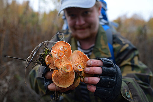 Россиянам рассказали о тонкостях грибной охоты