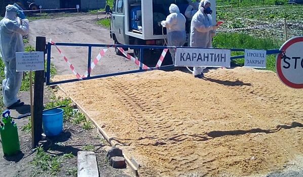 Костромская область прощается с африканской чумой свиней