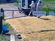Костромская область прощается с африканской чумой свиней